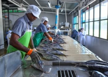 މިފްކޯ އަށް ރެކޯޑެއް