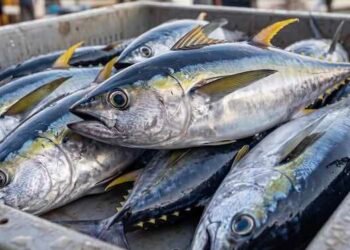 މިފްކޯއިން މަސް ގަންނަ އަގު ބޮޑުކޮށްފި